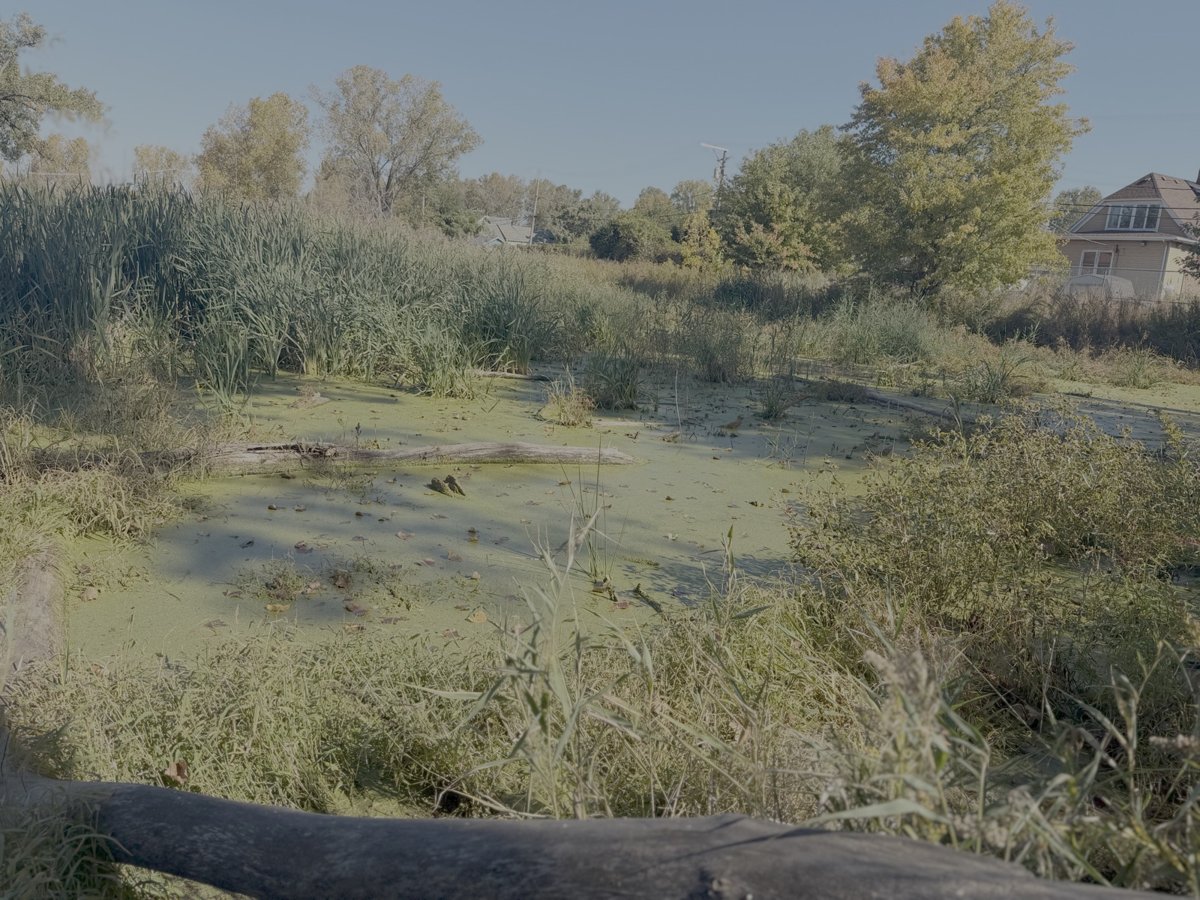 Wide view of a shallow marsh with open water and floating vegetation, fringed by golden grasses and trees under a blue sky.