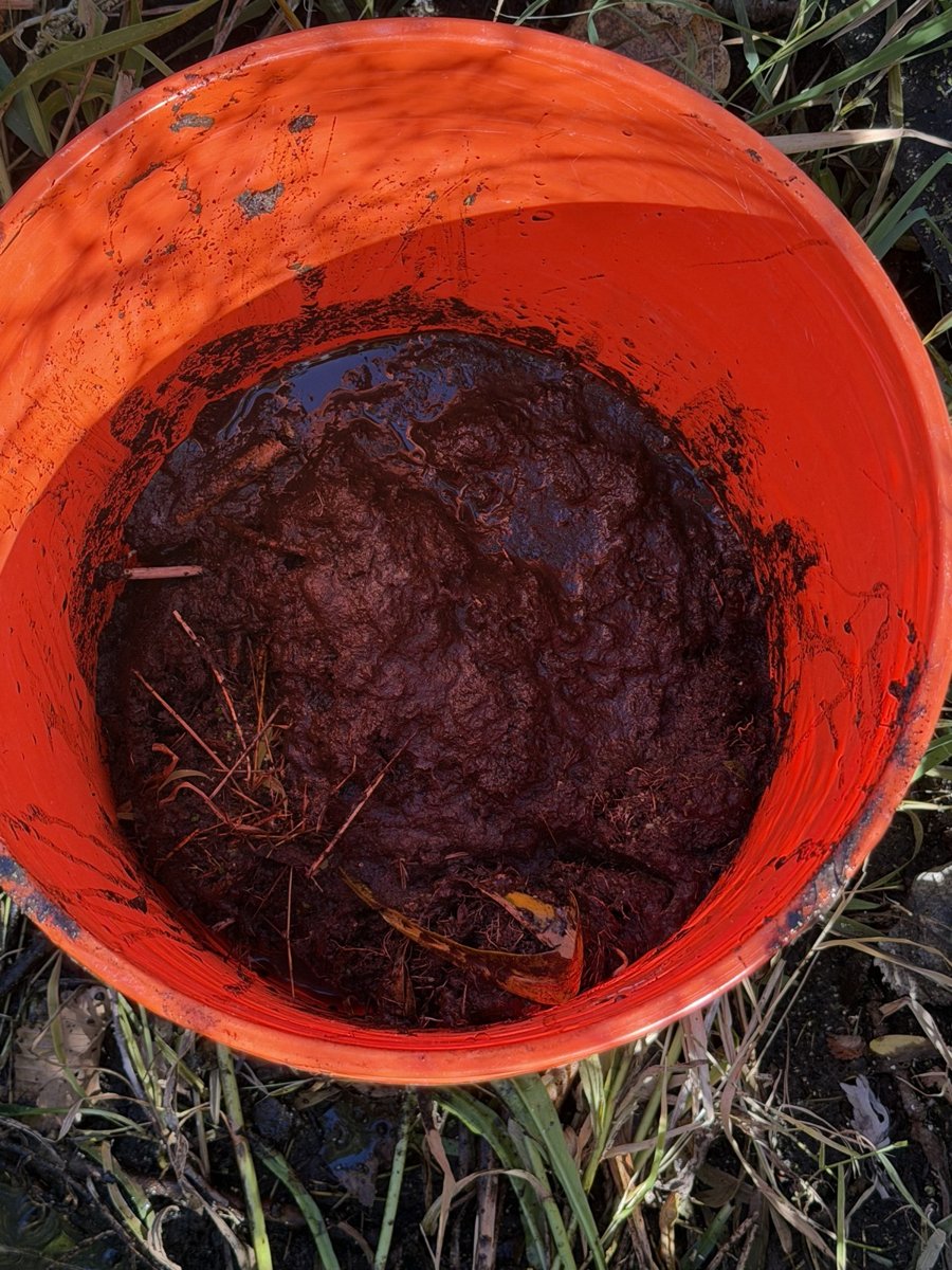 Orange five-gallon bucket filled with dark, wet marsh soil sitting among plants.