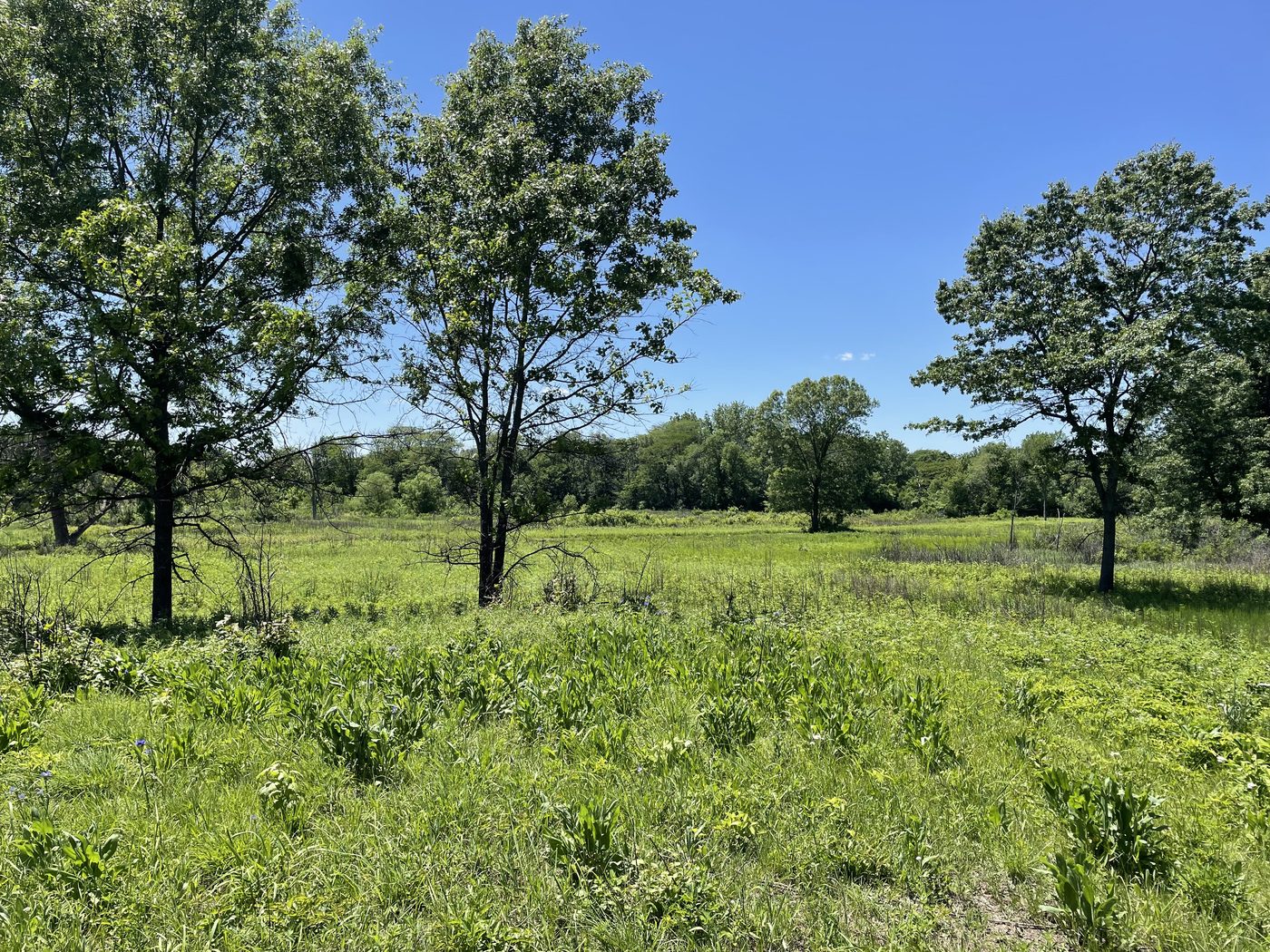 Sunny open prairie with scattered trees and a woodland edge under a clear blue sky at Nachusa Grasslands.
