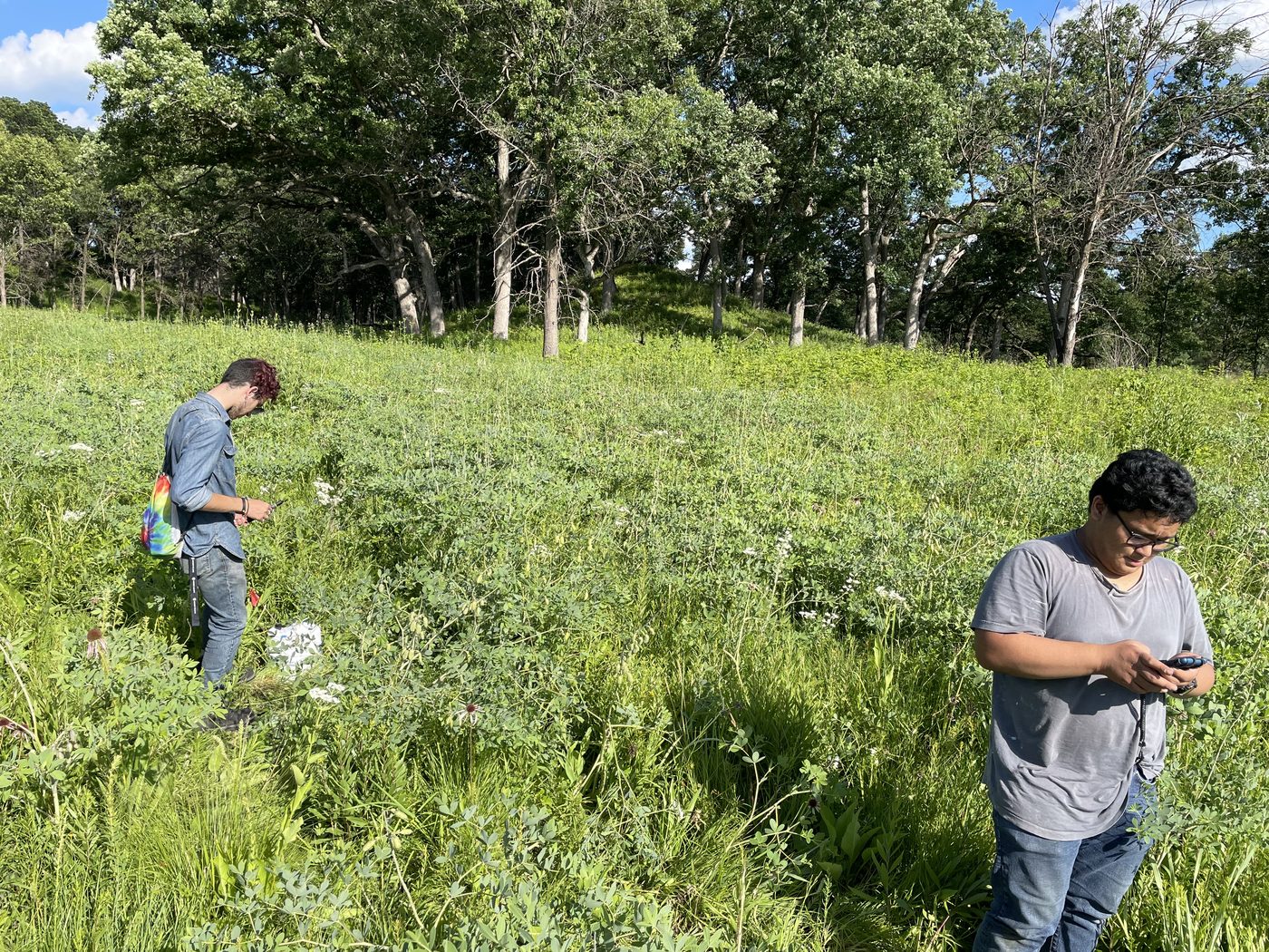 Two researchers standing in tall prairie vegetation at the woodland edge, checking handheld devices during fieldwork.