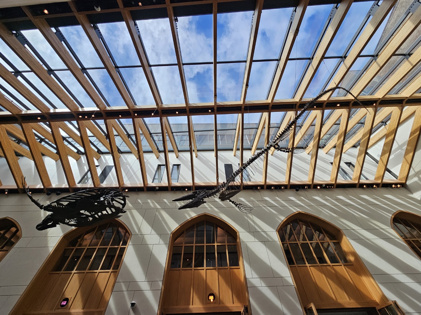 Bright atrium inside the Yale Peabody Museum with wooden skylight beams and suspended fossil skeletons.